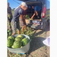 Кавун Продюсер дуже солодкий