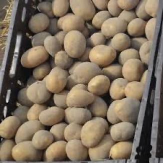 Посадкова картопля Арізона Чернівецька область купити вигідно, роздріб від 10 кг