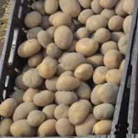 Посадкова картопля Арізона Чернівецька область купити вигідно, роздріб від 10 кг