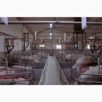 Свиноматки після відгодівлі 40 голів, вага 250–400 кг. Самовивіз, Полтавська обл