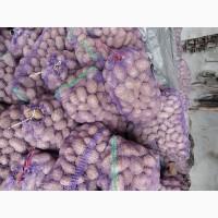 Продам картоплю 20 тонн