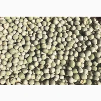 Продам горох зелений- 900 тонн, с/г виробник