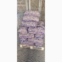 Насіннєва картопля Гранада 1-2 репродукція, опт від 5 тонн, сертифікована