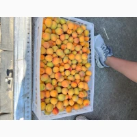 Продам абрикос на заморозку