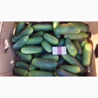 Продам великі огірки