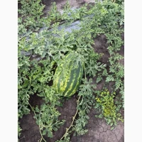 Продам кавун
