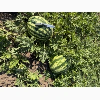 Продам Кавун
