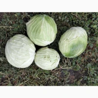 Продам: капуста сорту агресор, 3-5 кг. Самарський район