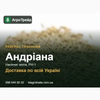 Насіння райграсу газонного Андріана для посіву - еліта, РН-1