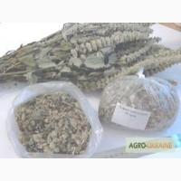 Продам лофант тибетський