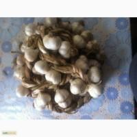Продам яровой элитный чеснок,сорт Одесский