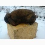 Продам кроля породи Французький баран