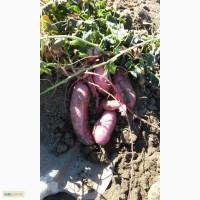 Продам батат - сладкий картофель
