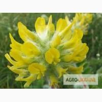 Астрагал, трава