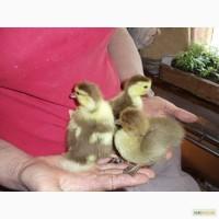 Продам утят, коричневой индо-утки