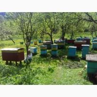 Продам карпатський мед оптом