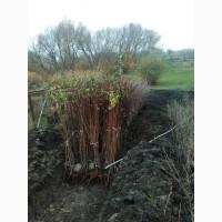 Продам саженцы плодовых деревьев