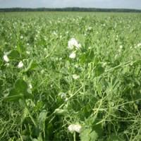 Насіння гороху, сорт Саламанка, 1 репродукція