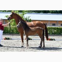 Brilliantring-Stutfohlen Walentina, bewegungsstarkes Springblut