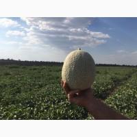 Реализуем Дыню, Карибиан Голд, Карибиан Кинг