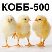 Инкубационные яйца бройлеров пробиотики, ферментационная подстилка