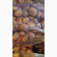 Продам 200т товарного картофеля
