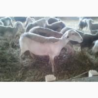 Продам племінних овець французької молочної породи ЛАКОН (lacaune)