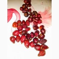 Продам шиповник сушеный - шипшина сушена, урожай 2019 года, Полтава