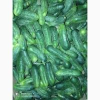 Огурец на засолку