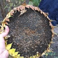 Посівний матеріал соняшника Гібрид ФеніксOR7