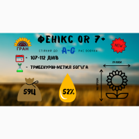 Посівний матеріал соняшника Гібрид ФеніксOR7