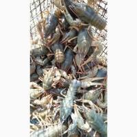 Продам живі раки!!! Вилов кожен день