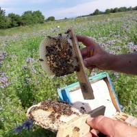 В продажі МАТКИ/ Плідна бджолина матка КАРПАТКА мічені 2024 року( ціна договірна)