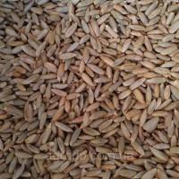 Купуємо жито постійно