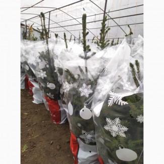 Ель в горшке Оморика опт