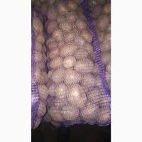 Продам товарный картофель, сорт Бела Роса из пещаного грунта