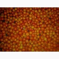 Горобина сушена