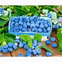 Куплю оптом ягоду голубики
