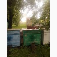 Продам мед.Є травневий, липа і соняшник