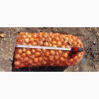 Мелкий лук на перо