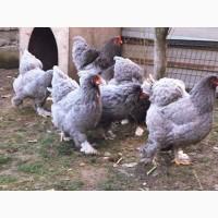 Інкубаційне яйце (курчата). Кохінхін: ізабелла, золото, блакитний