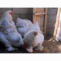 Інкубаційне яйце (курчата). Кохінхін: ізабелла, золото, блакитний