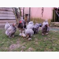 Інкубаційне яйце (курчата). Кохінхін: ізабелла, золото, блакитний