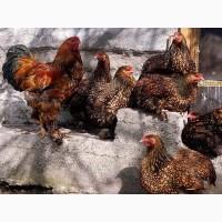 Інкубаційне яйце (курчата). Кохінхін: ізабелла, золото, блакитний