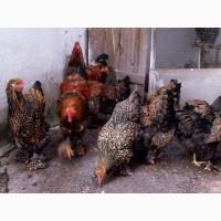 Інкубаційне яйце (курчата). Кохінхін: ізабелла, золото, блакитний