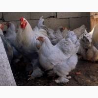 Інкубаційне яйце (курчата). Кохінхін: ізабелла, золото, блакитний