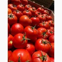 Продам помидор сорт сагатан