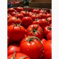 Продам помидор сорт сагатан
