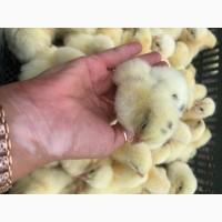 Продам добових ткурчат бройлерів