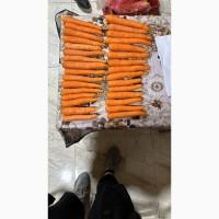 Морква Єгипет